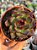 Echeveria black queen - Imagem 1