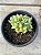 Echeveria white snow variegata - Imagem 1