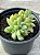 Echeveria white snow variegata - Imagem 2