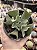 Echeveria hephaestus (Sem raiz) - Imagem 1