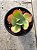 Echeveria hephaestus - Imagem 1