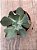 Echeveria hephaestus - Imagem 4