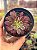 Aeonium in painting ecstasy variegata - Imagem 1