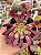 Aeonium in painting ecstasy variegara (sem raiz) - Imagem 1