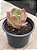 Echeveria hb raindrops - Imagem 2