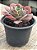 Echeveria hb raindrops - Imagem 2