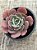 Echeveria hb raindrops - Imagem 3