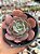 Echeveria hb raindrops - Imagem 1