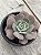 Echeveria hb raindrops - Imagem 2