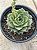 Echeveria fabiola - Imagem 1