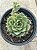 Echeveria fabiola - Imagem 2