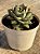 Echeveria fabiola - Imagem 2