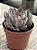 Echeveria dark ice - Imagem 2