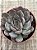 Echeveria dark ice - Imagem 3