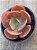 Echeveria mandala perfect (sem raiz) - Imagem 3