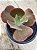Echeveria bonn (sem raiz) - Imagem 2