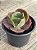 Echeveria party dress - Imagem 3