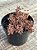 Crassula Humbertii - Imagem 3