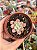 Echeveria subcorimbosa lau 26 - Imagem 1