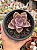 Echeveria perle von nurnberg - Imagem 1