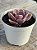 Echeveria perle von nurnberg - Imagem 2