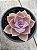 Echeveria perle von nurnberg (sem raiz) - Imagem 2