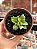 Crassula springtime variegata (dupla) - Imagem 1