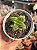 Crassula springtime variegata - Imagem 1