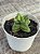 Crassula springtime variegata - Imagem 4