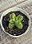 Crassula springtime variegata - Imagem 3