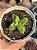 Crassula springtime variegata - Imagem 1