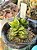 Crassula springtime variegata - Imagem 2