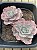 Echeveria chantilly white cloud variegata - Imagem 2