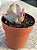Echeveria flying cloud variegata - Imagem 2