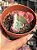 Echeveria flying cloud variegata - Imagem 1