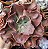 Echeveria toreador (sem raiz) - Imagem 2