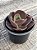 Echeveria toreador (sem raiz) - Imagem 4