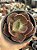 Echeveria toreador (sem raiz) - Imagem 1