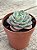 Echeveria atlantis - Imagem 2