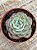 Echeveria atlantis - Imagem 3
