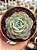 Echeveria atlantis - Imagem 1