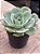 Echeveria atlantis - Imagem 2