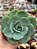 Echeveria atlantis - Imagem 1