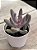 Pachysedum guangzhou - Imagem 2