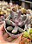 Pachysedum guangzhou - Imagem 1