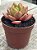 Echeveria german champagne - Imagem 5