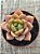 Echeveria german champagne - Imagem 6