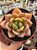 Echeveria german champagne - Imagem 4