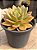 Echeveria german champagne (G) - Imagem 2