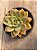 Echeveria german champagne (G) - Imagem 3